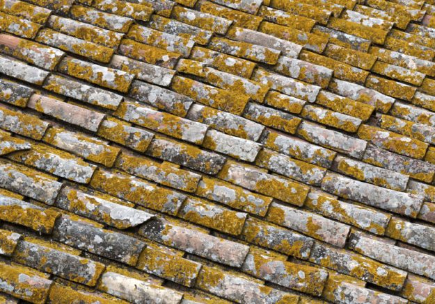 roof_biology
